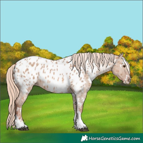 Horse Color:White Spotted Red Dun Sabino Appaloosa