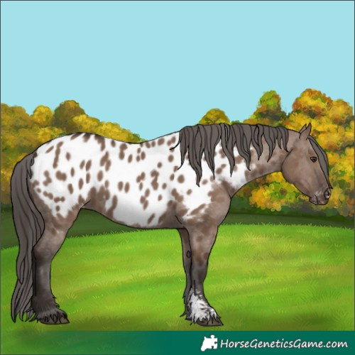 Horse Color:Liver Red Dun Sabino Appaloosa