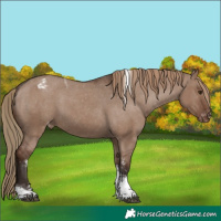 Horse Color:Liver Red Dun Sabino Tobiano Varnish 