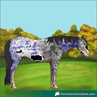 Horse Color:Liver Chestnut Ice Frame
