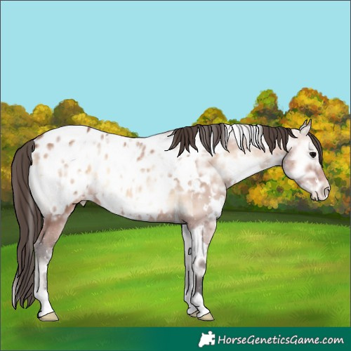 Horse Color:White Spotted Bay Ice Onyx Appaloosa Rabicano 