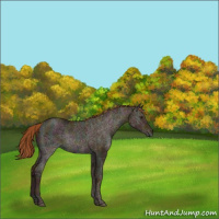 Horse Color:Midnight Red Dun Ice Rabicano 