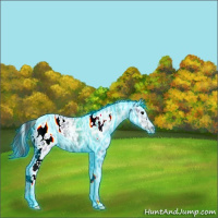 Horse Color:Thunderstruck Plaid White Spotted Black Ice Appaloosa