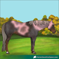 Horse Color:Liver Chestnut 