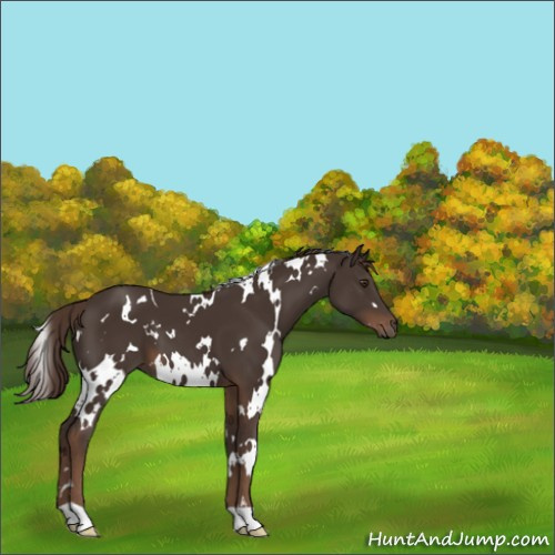 Horse Color:White Spotted Liver Chestnut