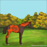 Horse Color:Liver Chestnut 