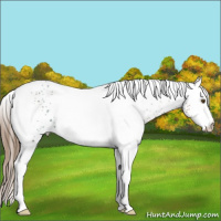 Horse Color:White Spotted Liver Chestnut Pearl 