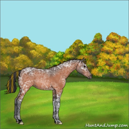 Horse Color:Painted Bay Ice Rabicano 