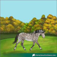 Horse Color:Brown Dun Appaloosa Rabicano 
