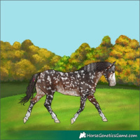 Horse Color:Bay Appaloosa
