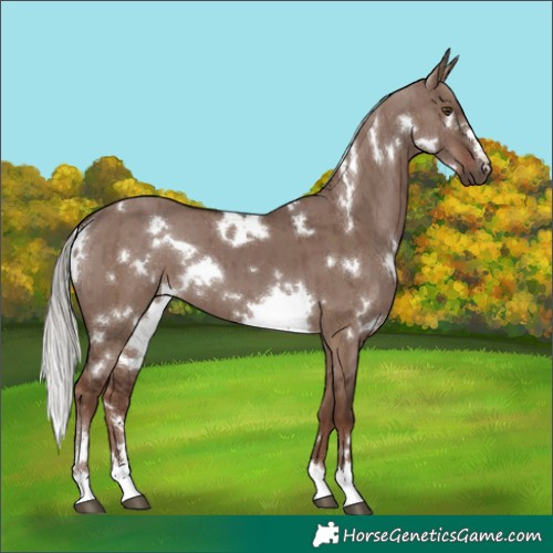 Horse Color:White Spotted Liver Red Dun Mushroom Brindle 