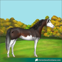 Horse Color:Brown Splash Varnish 