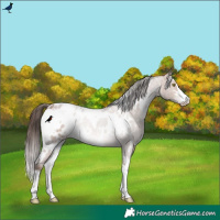 Horse Color:White Spotted Sable Champagne Blanket Rabicano 
