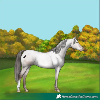 Horse Color:Sable Champagne Appaloosa 