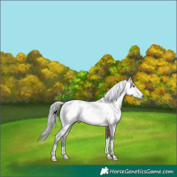 Horse Color:Gray Brown Dun Rabicano 