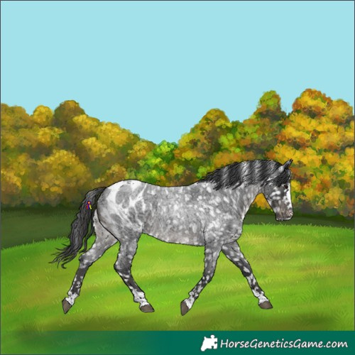 Horse Color:Blue Roan Appaloosa Rabicano 
