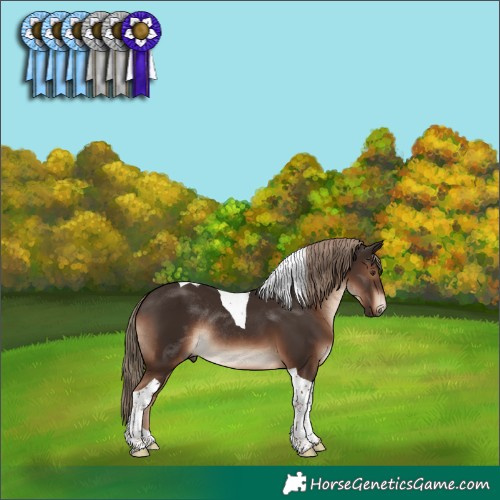 Horse Color:Liver Chestnut Tobiano Rabicano