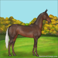 Horse Color:Liver Chestnut Mushroom 