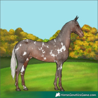 Horse Color:White Spotted Liver Chestnut Mushroom Varnish 