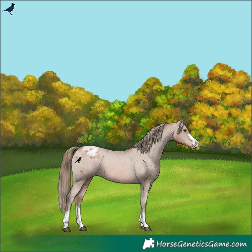 Horse Color:Black Pearl Appaloosa Rabicano 