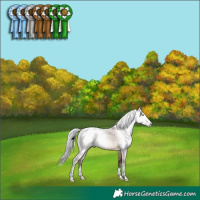 Horse Color:Gray Sable Champagne Dun Rabicano 