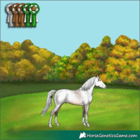 Horse Color:Gray Sable Champagne Dun Rabicano 