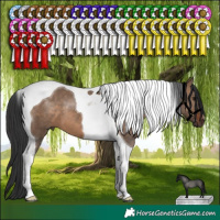 Horse Color:Brown Dun Tobiano 