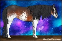 Horse Color:White Spotted Brown