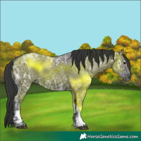 Horse Color:Grullo Ice Tobiano