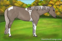 Horse Color:Silver Grullo Tobiano Brindle 