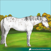 Horse Color:Liver Chestnut Sabino Appaloosa