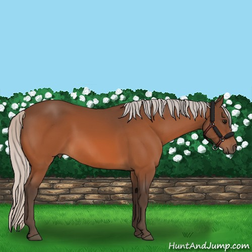 Horse Color:Silver Bay