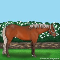 Horse Color:Silver Bay 