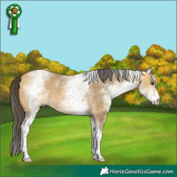 Horse Color:White Spotted Buckskin Dun 