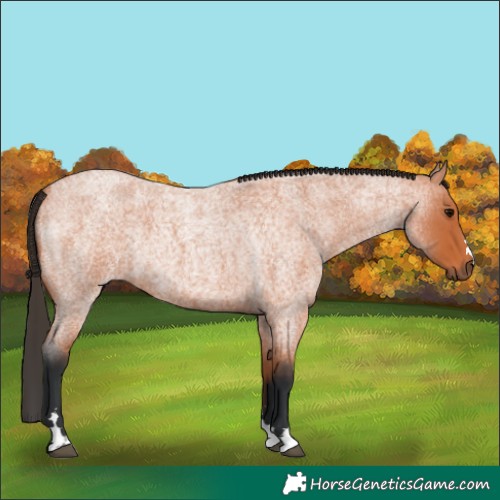 Horse Color:Bay Roan Rabicano