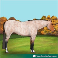 Horse Color:Bay Roan Rabicano 