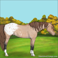 Horse Color:Bay Roan Dun Appaloosa 