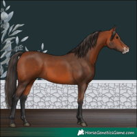 Horse Color:Bay Sabino 