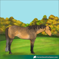 Horse Color:Buckskin 