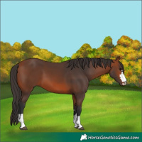 Horse Color:Bay 