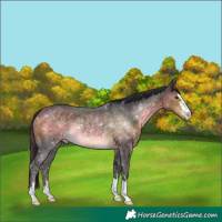 Horse Color:Buckskin 