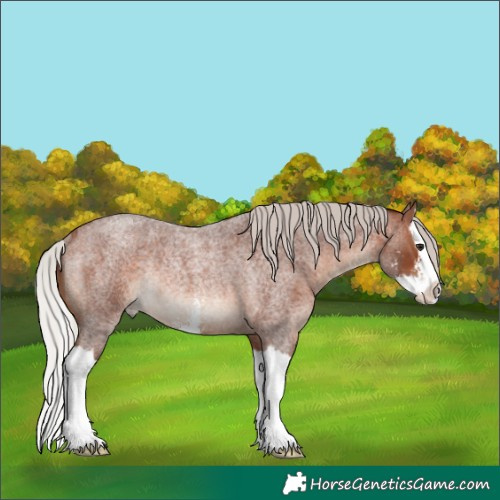 Horse Color:Silver Brown Roan Sabino Splash Rabicano 