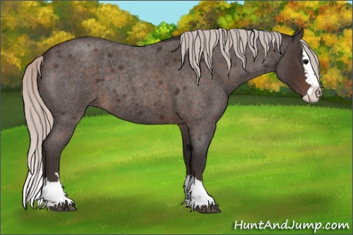 Horse Color:Silver Brown Roan Splash Rabicano 