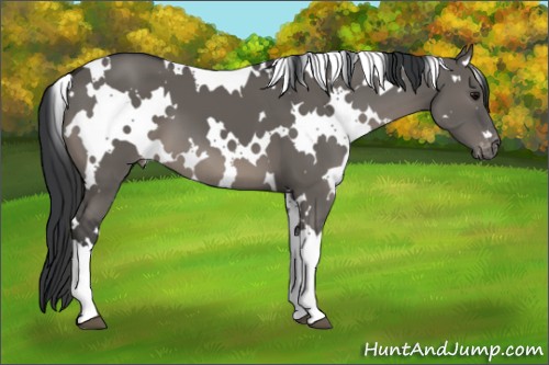 Horse Color:White Spotted Grullo Appaloosa 