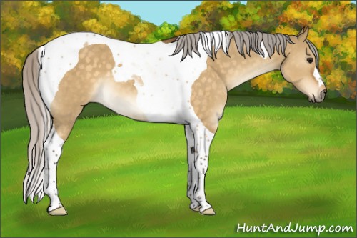 Horse Color:Silver Buckskin Dun Tobiano 