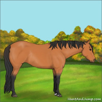 Horse Color:Bay Rabicano 