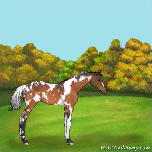 Horse Color:Bay Tobiano Frame 