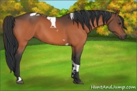 Horse Color:Bay Tobiano 