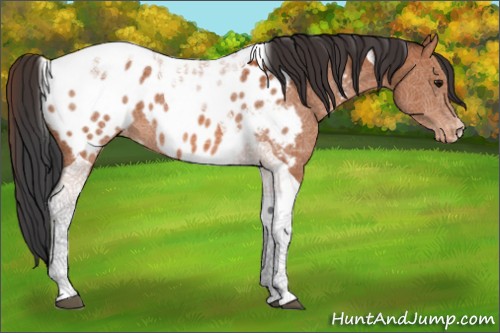 Horse Color:Bay Tobiano Near Leopard 