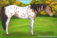 Horse Color:Bay Tobiano Near Leopard 